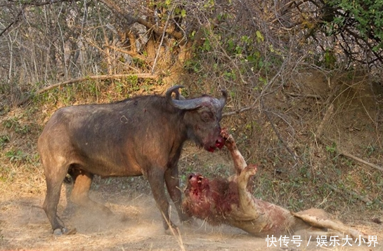 活塞惨败雄狮,遭遇三连败 活塞惨败雄狮,遭遇三连败