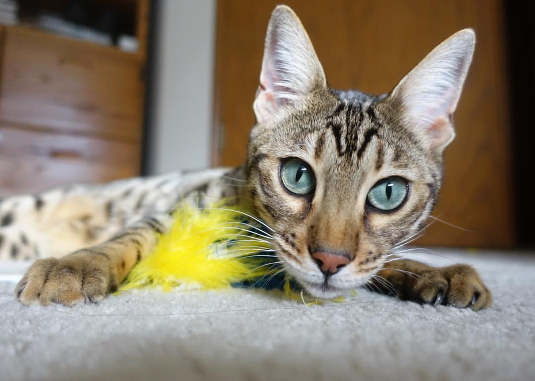 76人打穿步行者,塔图姆成为关键先生,一场定义东部格局的战役